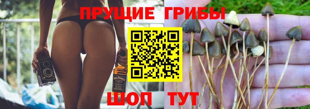Галлюциногенные грибы Psilocybe Кимры